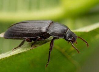 Scarabeo del verme della farina
