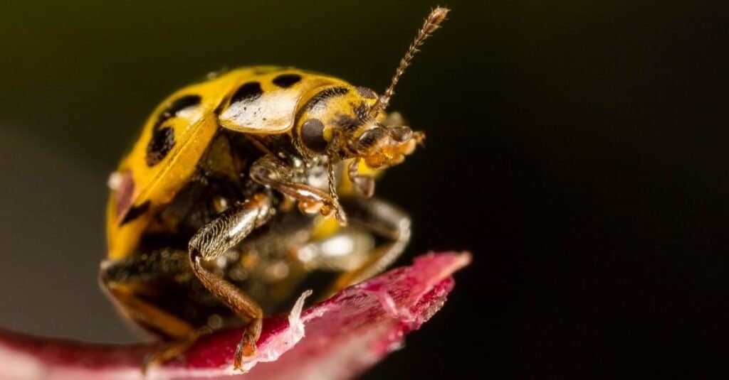 Scarabeo da zucca, Epilachna borealis, su una foglia rossa con sfondo nero.