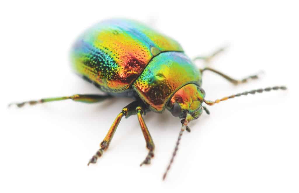 scarabeo verde - un tipo di scarabeo scarabeo