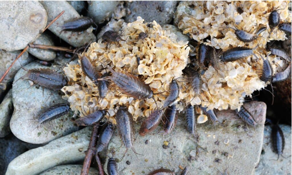 Ligia exotica insetto che mangia alghe sporche.  Un gruppo di scarafaggi di mare su una spiaggia può mangiare tonnellate di materia vegetale e animali acquatici morti.