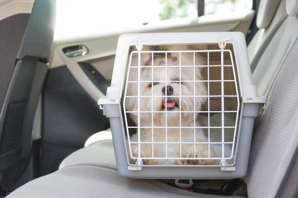 cane in gabbia in macchina