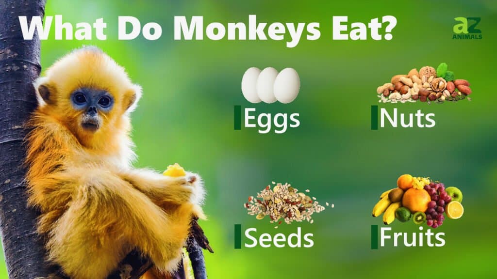 Immagine cosa mangiano le scimmie