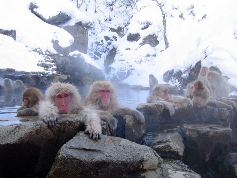 Macachi giapponesi in ammollo nella sorgente termale di Jigokudani.