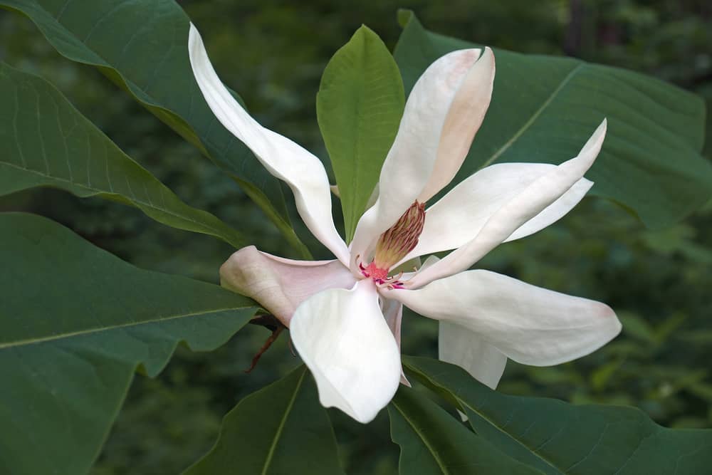 magnolia a foglia larga