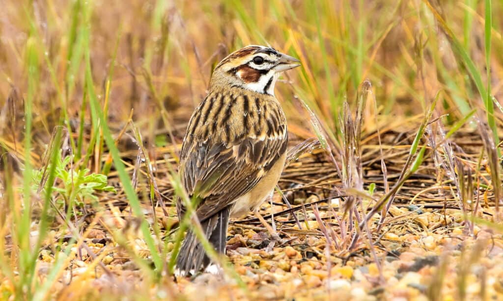 Lark Sparrow (chondestes grammacus)