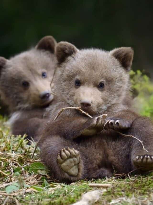 fratellini dell'orso