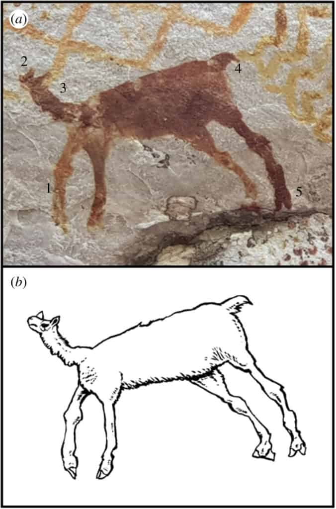 Lama dalle gambe lunghe (Palaeolama)