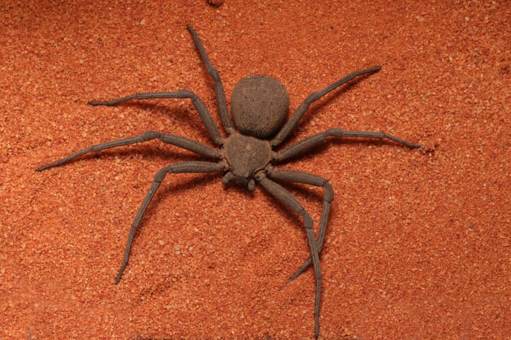 Un ragno della sabbia con sei occhi riposa sulla sabbia color ruggine
