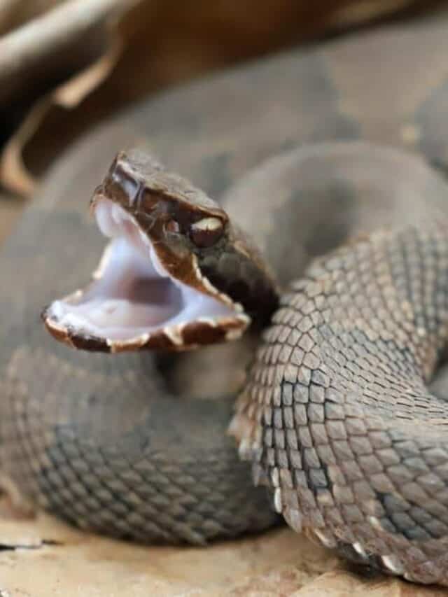 Vista laterale di un serpente Cottonmouth, pronto a colpire.  Il serpente ha una grande testa a forma di vanga.