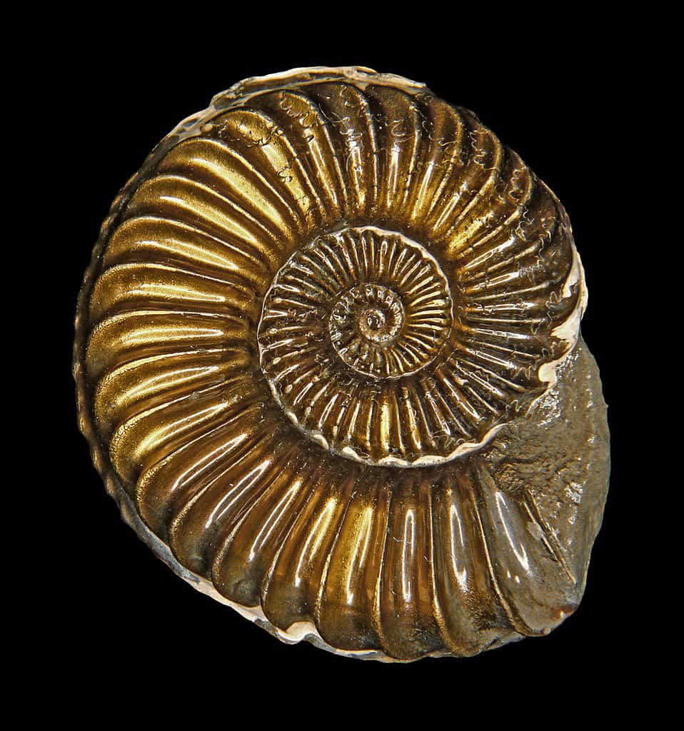 Ammoniti