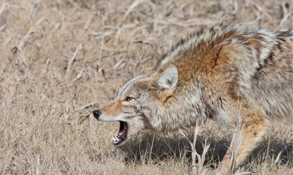 Coyote che ringhia all'odore di un predatore.