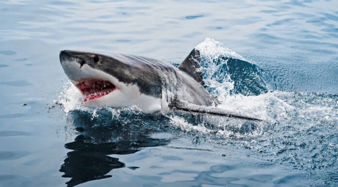 Scopri come le orche assassine spremono i grandi fegati bianchi come il dentifricio
