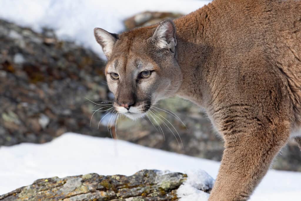Cougar o leone di montagna (Puma concolor) che cammina nella neve d'inverno