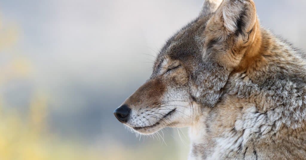 Come e dove dormono i coyote - Coyote Resting