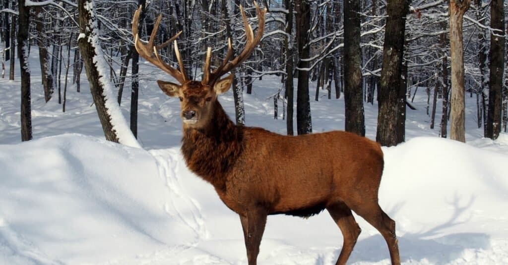 Caribou Buck in piedi nella neve.