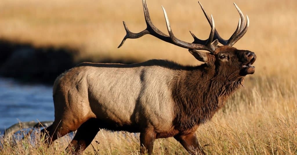 Bull Elk trombetta per fa.