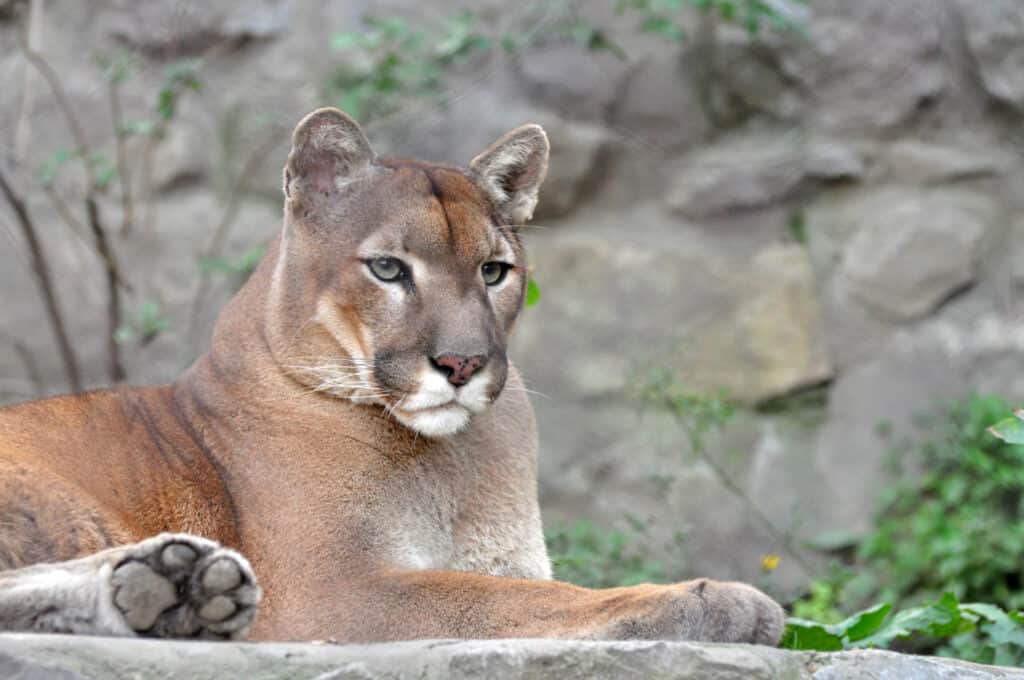 Puma, ritratto di puma.  Primo piano del leone di montagna.