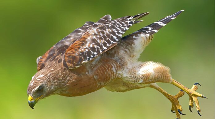 Animals That Molt - Red Tailed Hawk