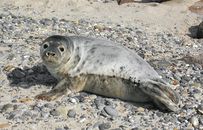 le foche grigie sono uno dei più grandi mammiferi del Massachusetts