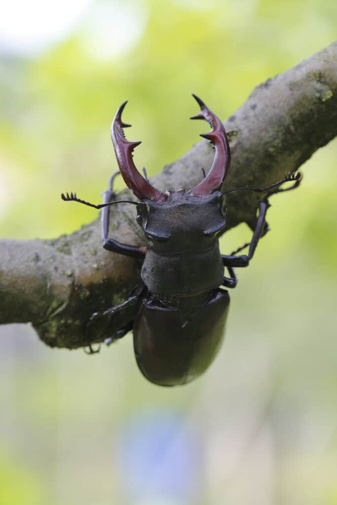 Stag Beetle gigante su un ramo di un albero.