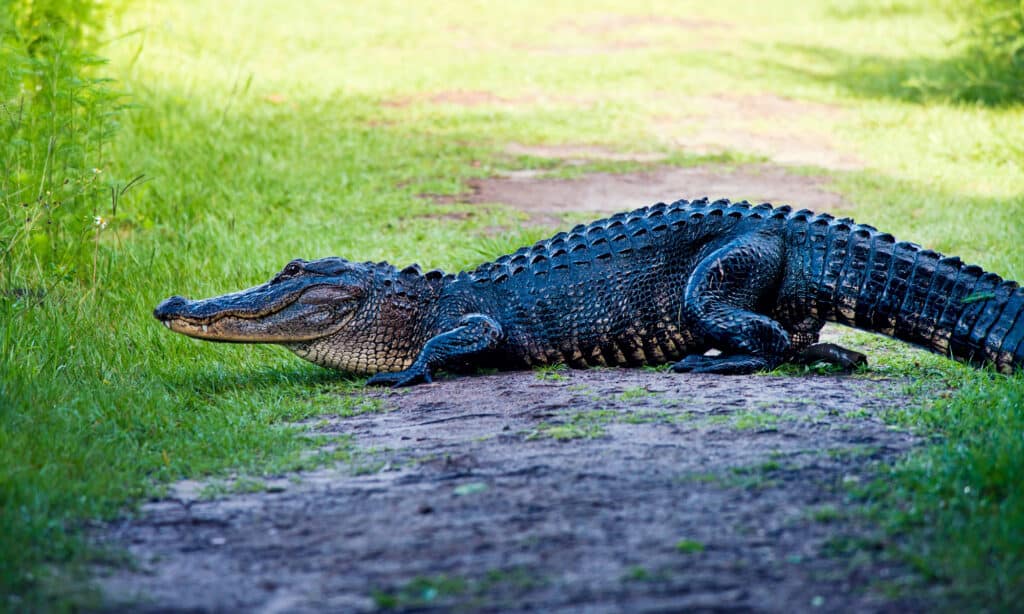 Gli alligatori che stanno prendendo il sole o dormono possono attaccare se ti avvicini troppo