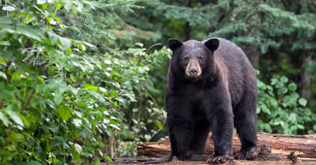 animali unici in Nord America: orso nero americano