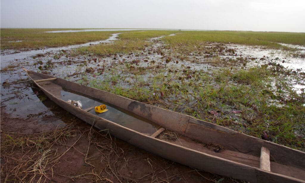 Il delta del Niger è uno dei più grandi delta fluviali della terra.