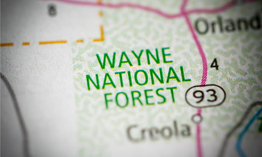 Foresta Nazionale Wayne