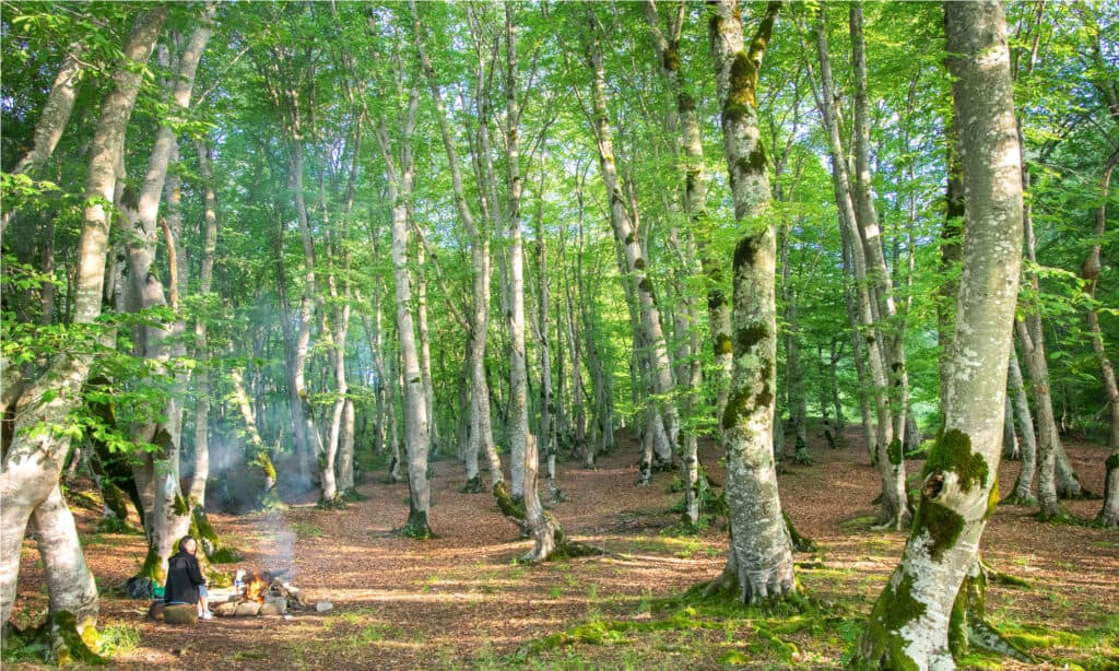 Parco nazionale di Tbilisi