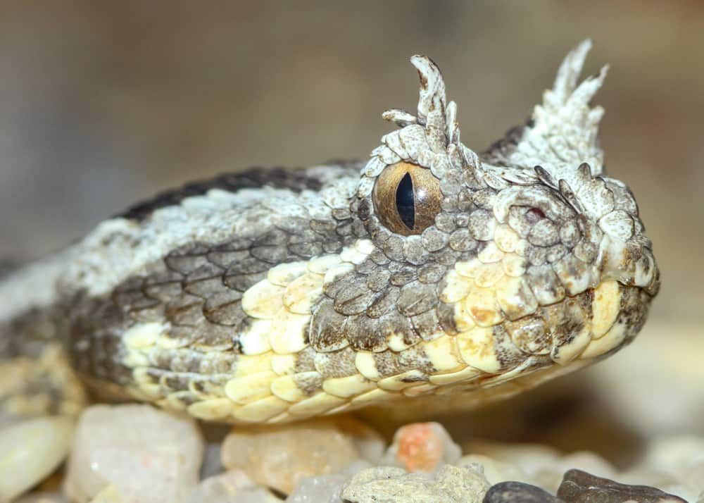 Vipera cornuta Bitis cornuta