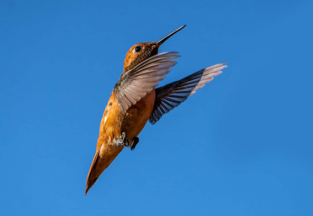 Colibrì rossiccio maschio