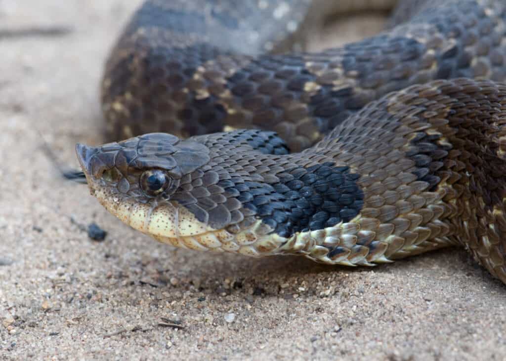 Serpenti a sonagli in Louisiana