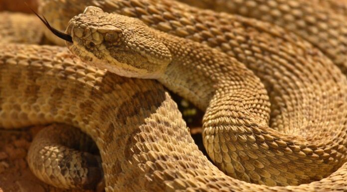 Scopri i 3 tipi di serpenti a sonagli in Iowa
