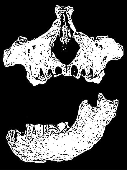 Scimmia giamaicana (Xenothrix mcgregori)