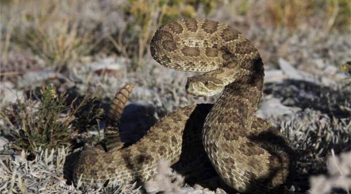 Scopri i 4 tipi di serpenti a sonagli in Kansas
