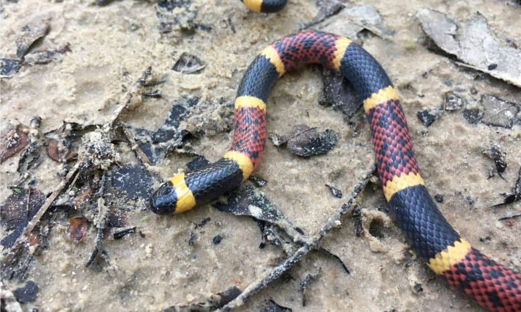 Il serpente corallo del Texas è noto per le sue bande di nero, giallo e rosso.