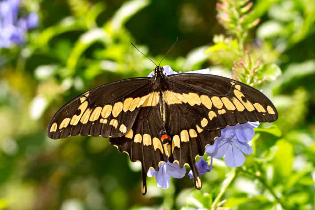 Farfalla gigante a coda di rondine