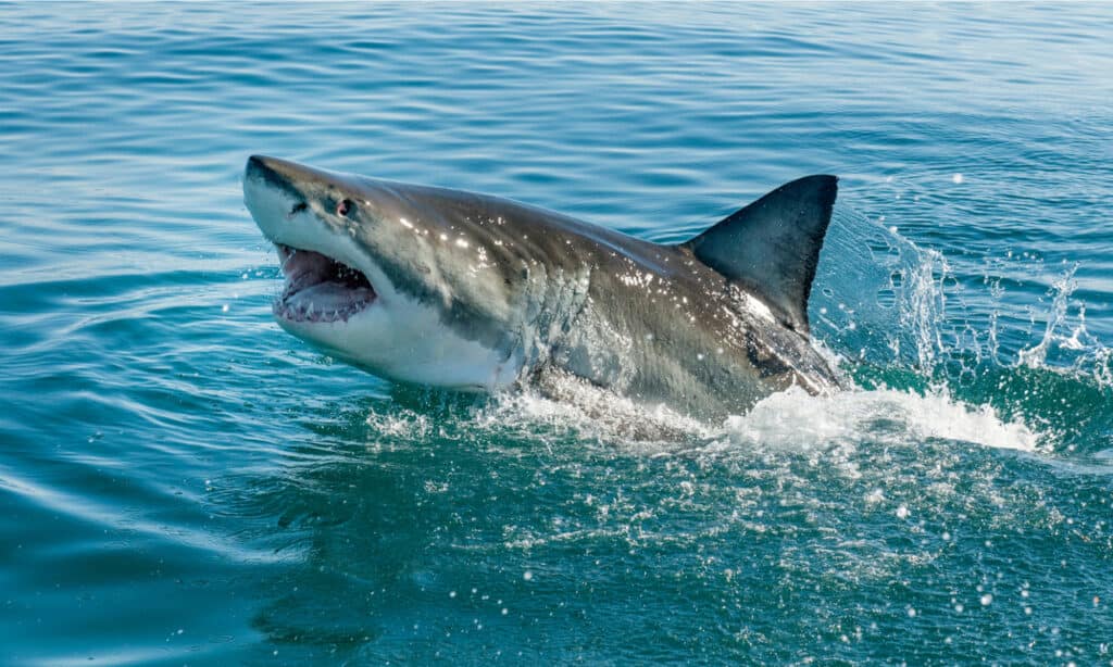 Violazione del grande squalo bianco