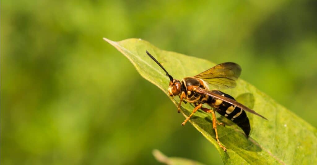 Le più grandi vespe - Cicada Killer