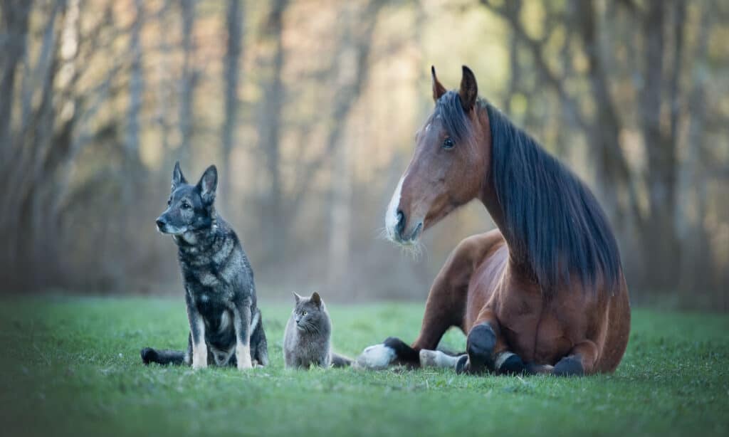 Gatto cane e cavallo
