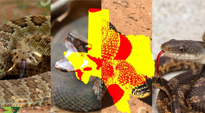 Scopri i serpenti più grandi e pericolosi del Texas

