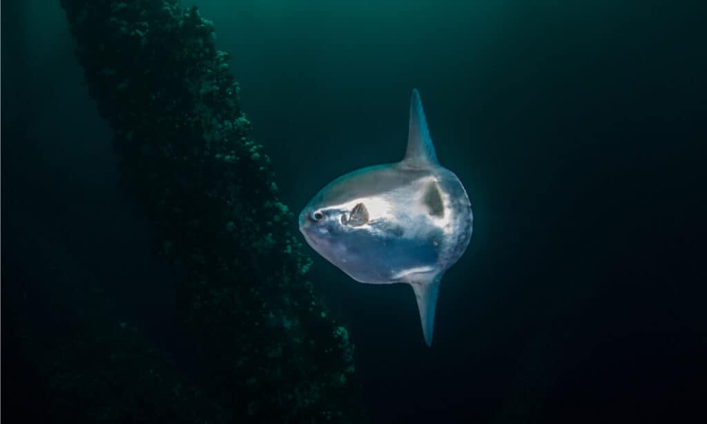 Baby Mola mola (Sunfish).  Nella prima fase di sviluppo, il piccolo pesce luna assomiglia a un piccolo pesce palla rotondo.