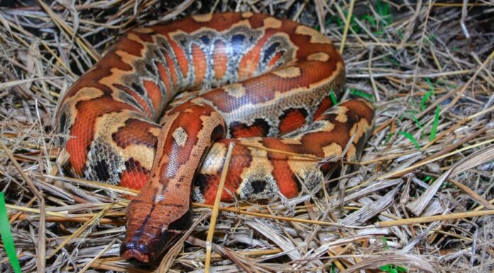 A The 7 Best Snake Guard Chaps You Can Buy Today