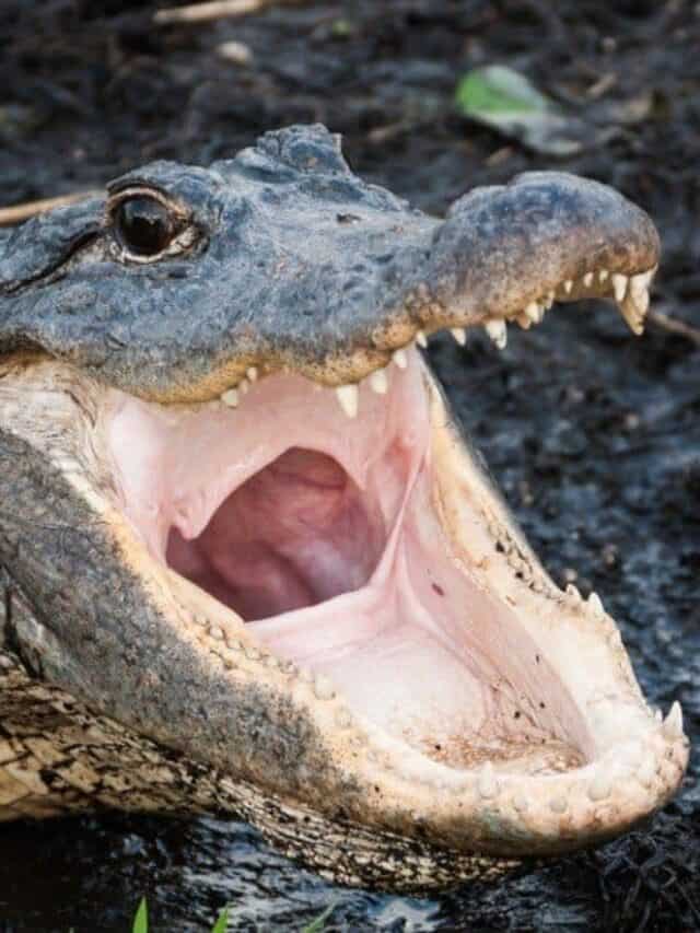 L'alligatore degli animali più mortali d'America
