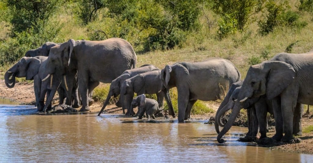 Fatti sugli animali: elefanti