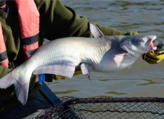 Blue Catfish