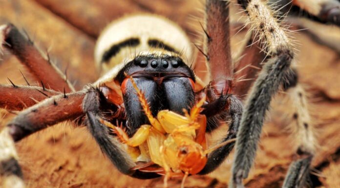 Scopri il più grande ragno cacciatore mai registrato!
