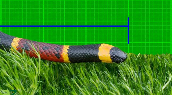 Scopri il più grande serpente Copperhead mai registrato
