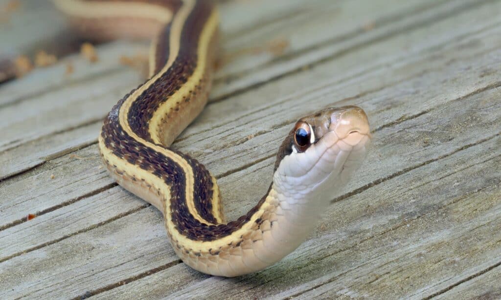Nastro serpente-serpenti marroni in Ohio