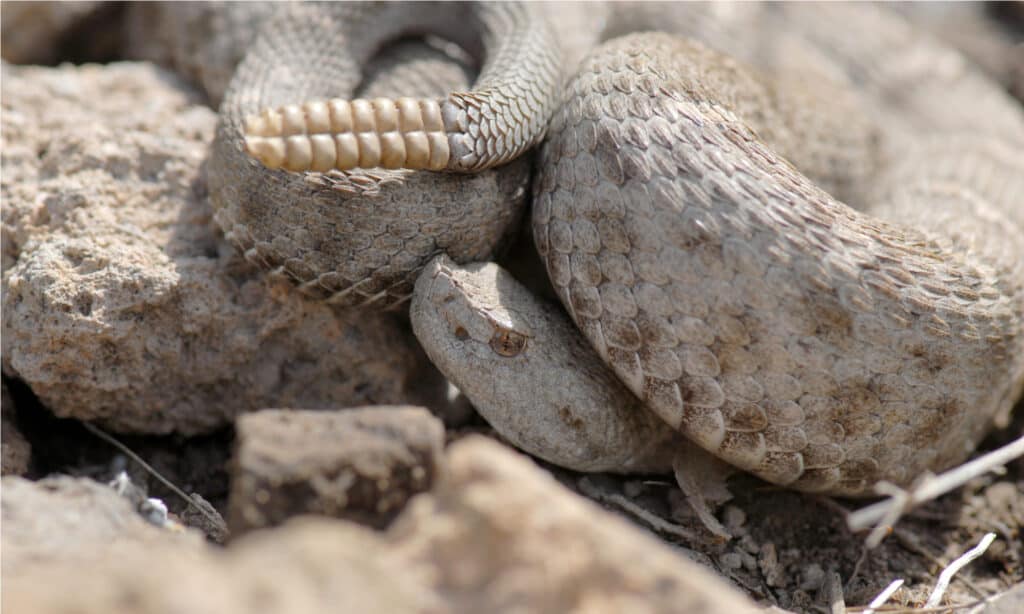 Serpenti a sonagli nel Nuovo Messico